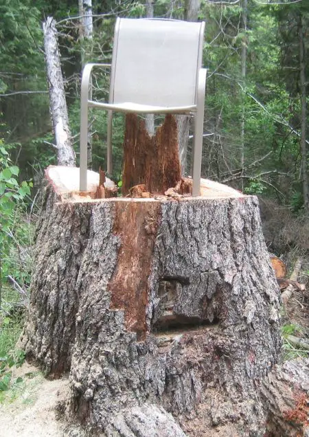 Pine Stump